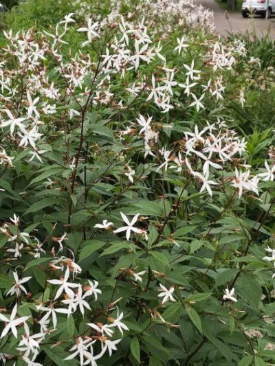 Gillenia trifoliata
